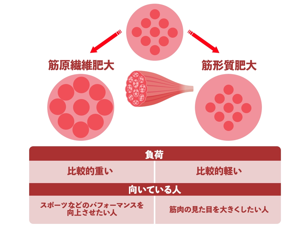 「筋肥大には2つの種類がある」の画像