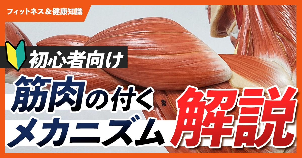 「筋肉がつくメカニズムを初心者向けにわかりやすく解説」のサムネイル