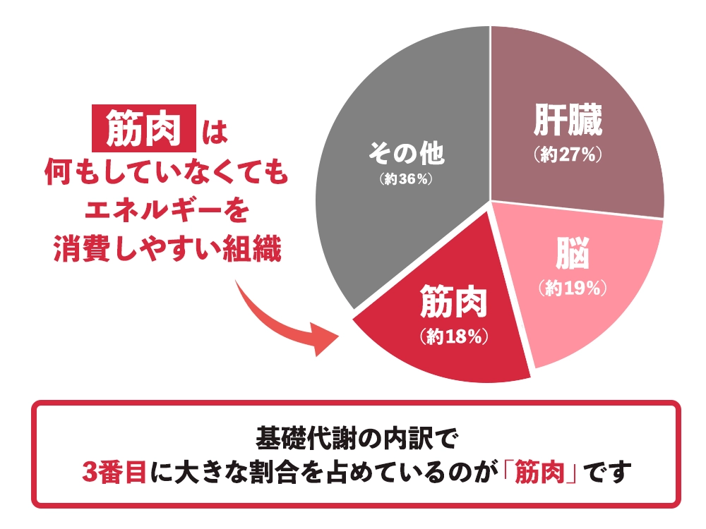 「なぜ筋トレをすると代謝が上がるの？」の画像