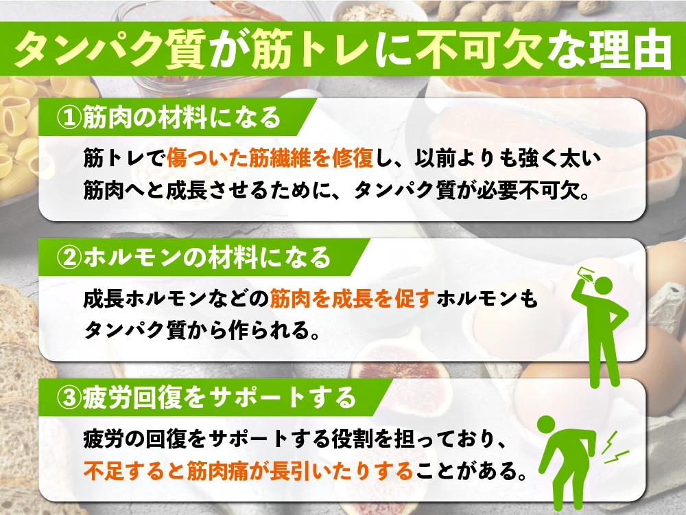 「なぜタンパク質は筋トレに不可欠なのか？」の画像