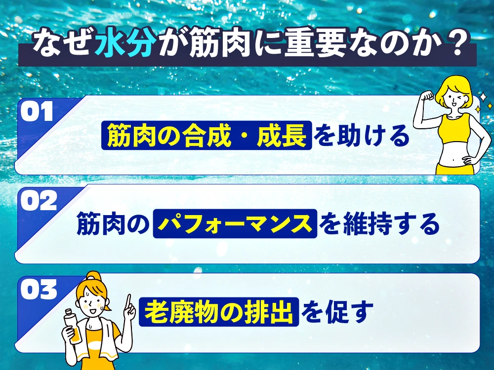 「なぜ水分が筋肉に重要なのか?の画像